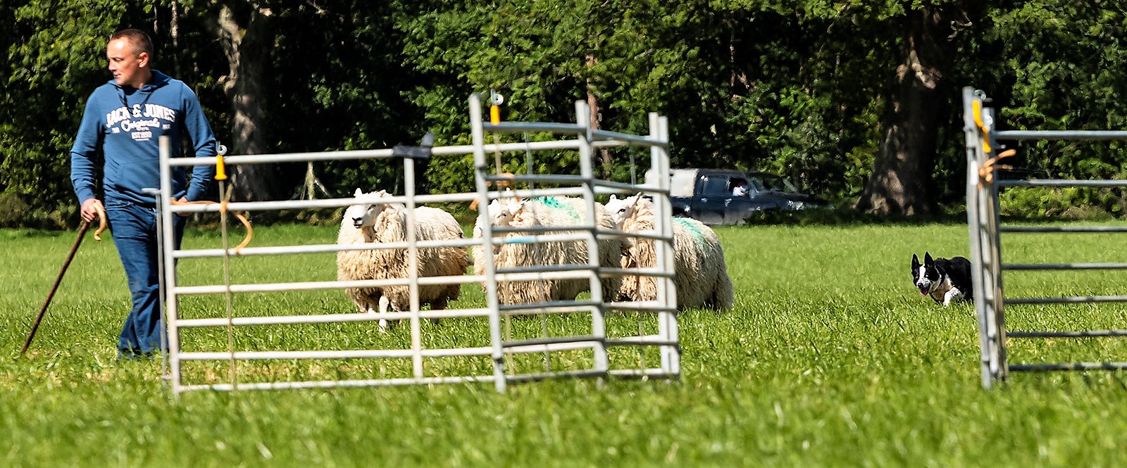 2019 North Wales Sheep Dog Society